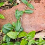 3d开奖结果图迷最新走势分析预测与解谜技巧 cpunjx