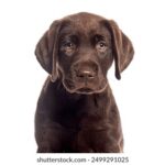 2016赛季NBA篮球赛事全程高清直播 g782je8wx