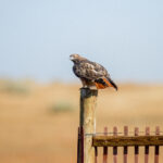 3D开奖结果历史开奖记录查询与最新数据汇总 ryk1xwzy4m