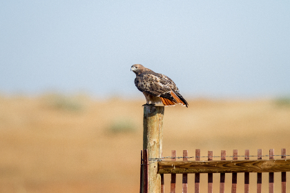 3D开奖结果历史开奖记录查询与最新数据汇总 3D开奖结果历史开奖记录查询与最新数据汇总