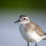 2017亚冠联赛全程高清在线直播观看指南 tt0ypsbq