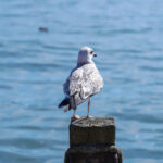 3d开奖结果与3d试机号最新查询及走势分析 uj30fsks