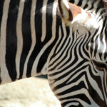 2017上海德比大战直播:申花与上港的巅峰对决 ymszw